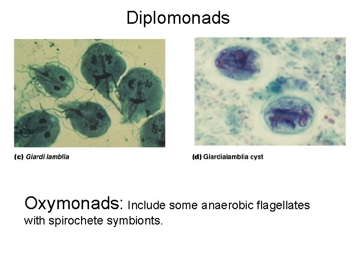Diplomonads Oxymonads: Include some anaerobic flagellates with spirochete symbionts. 