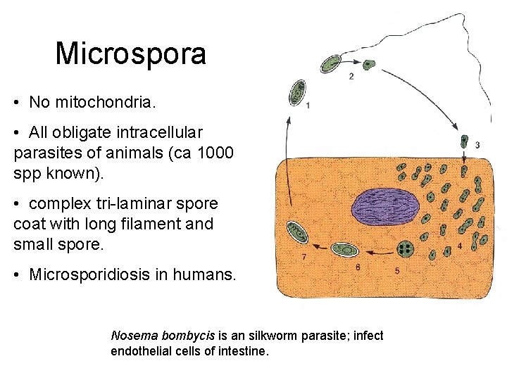 Microspora • No mitochondria. • All obligate intracellular parasites of animals (ca 1000 spp