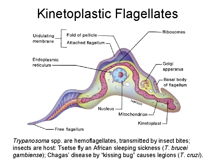 Kinetoplastic Flagellates Trypanosoma spp. are hemoflagellates, transmitted by insect bites; insects are host: Tsetse