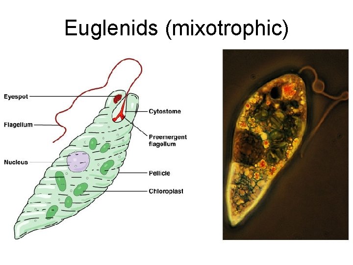 Euglenids (mixotrophic) 