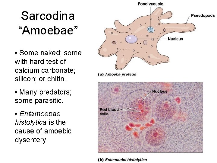 Sarcodina “Amoebae” • Some naked; some with hard test of calcium carbonate; silicon; or