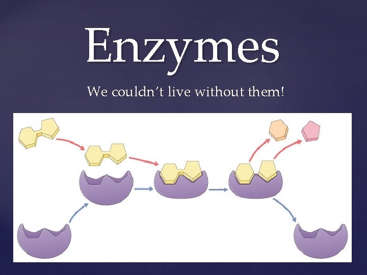 Enzymes We couldn’t live without them! { 