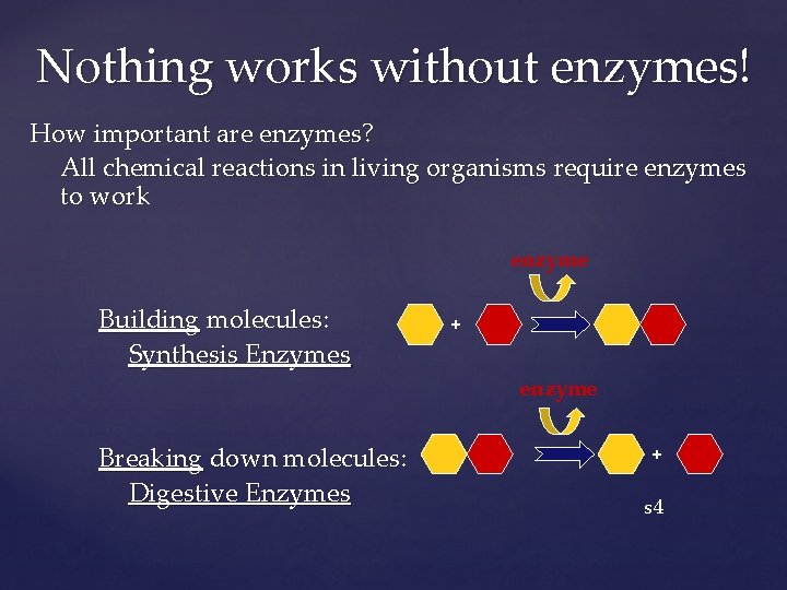 Nothing works without enzymes! How important are enzymes? All chemical reactions in living organisms