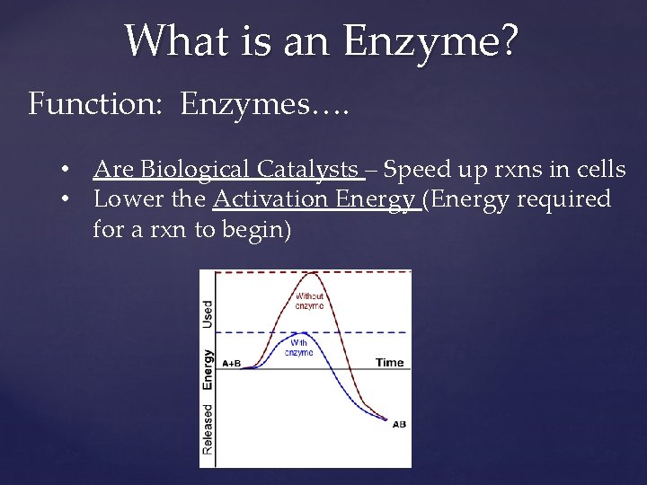 What is an Enzyme? Function: Enzymes…. • Are Biological Catalysts – Speed up rxns