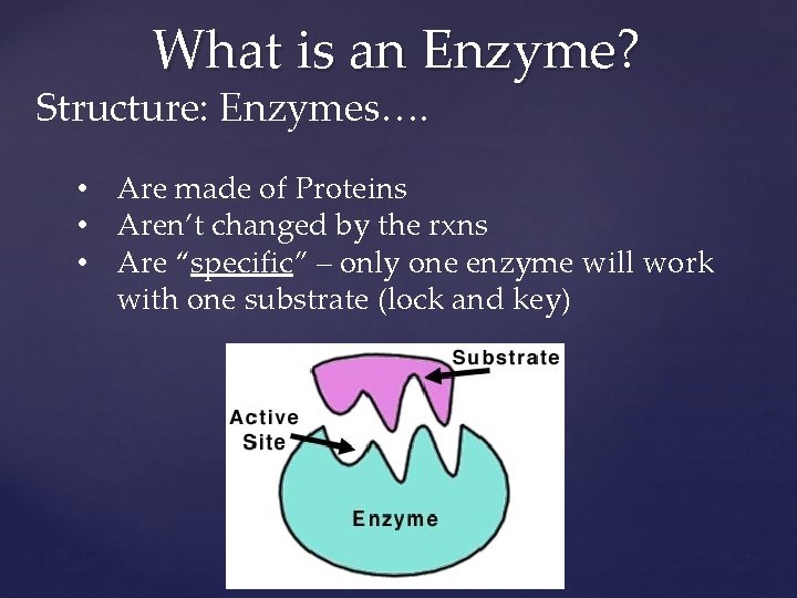 What is an Enzyme? Structure: Enzymes…. • Are made of Proteins • Aren’t changed