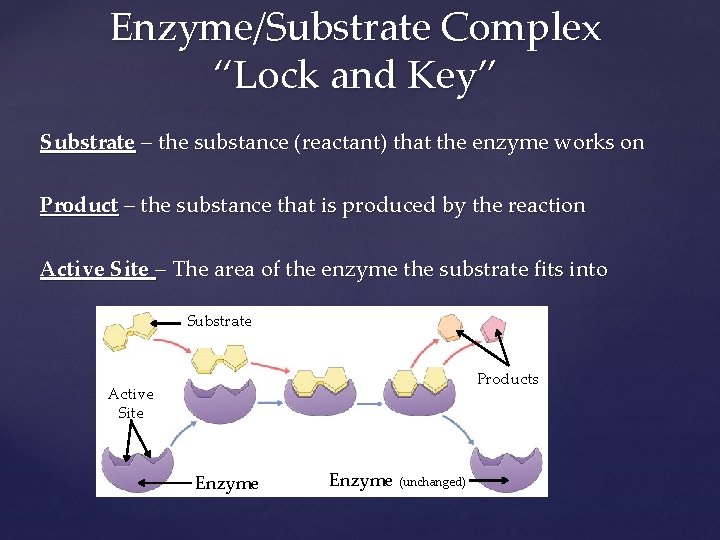 Enzyme/Substrate Complex “Lock and Key” Substrate – the substance (reactant) that the enzyme works