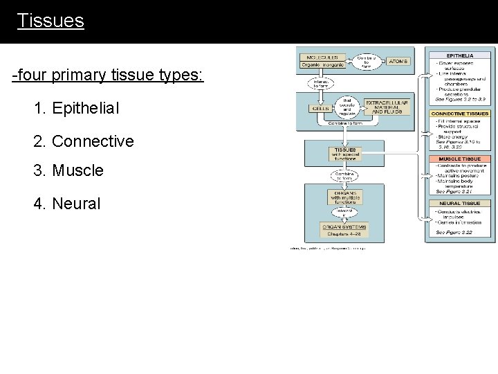 Tissues -four primary tissue types: 1. Epithelial 2. Connective 3. Muscle 4. Neural 