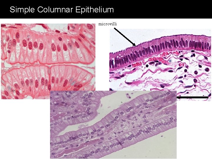 Simple Columnar Epithelium microvilli 