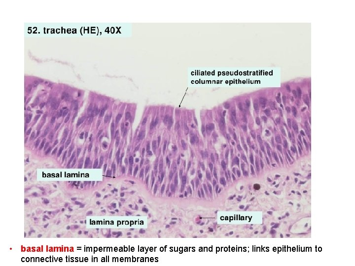  • basal lamina = impermeable layer of sugars and proteins; links epithelium to