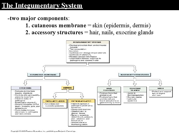 The Integumentary System -two major components: 1. cutaneous membrane = skin (epidermis, dermis) 2.