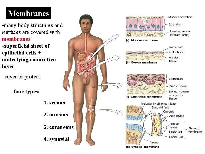 Membranes -many body structures and surfaces are covered with membranes -superficial sheet of epithelial