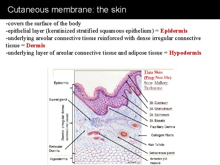 Cutaneous membrane: the skin -covers the surface of the body -epithelial layer (keratinized stratified