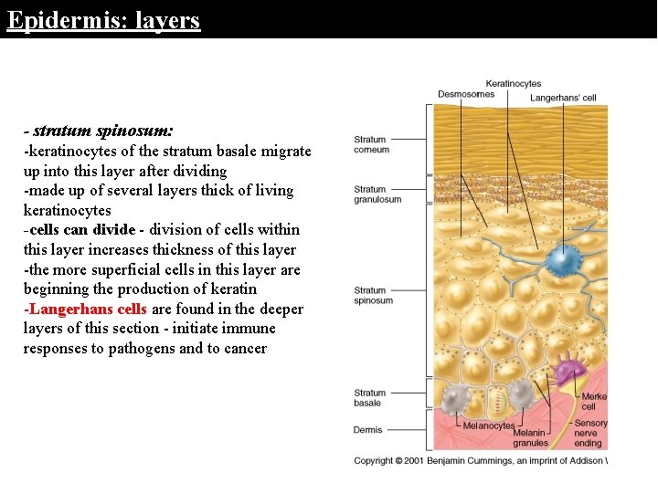 Epidermis: layers - stratum spinosum: -keratinocytes of the stratum basale migrate up into this