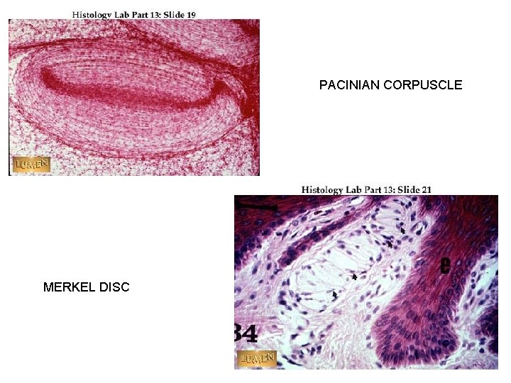 PACINIAN CORPUSCLE MERKEL DISC 