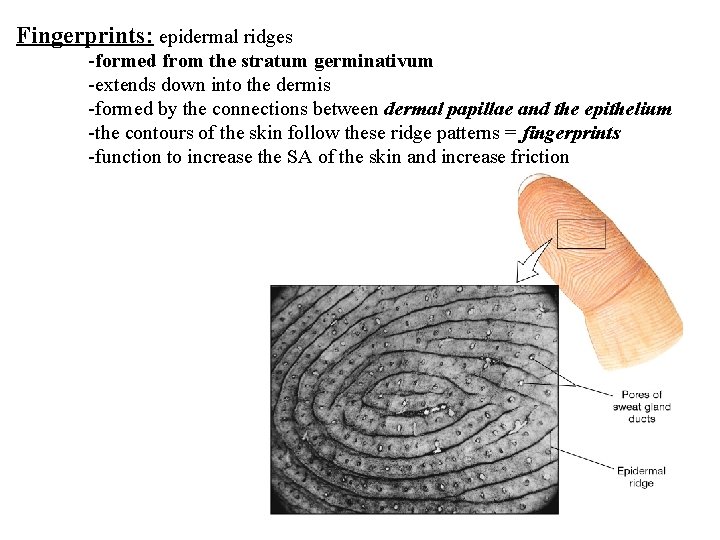 Fingerprints: epidermal ridges -formed from the stratum germinativum -extends down into the dermis -formed