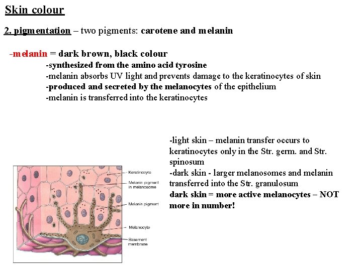 Skin colour 2. pigmentation – two pigments: carotene and melanin -melanin = dark brown,