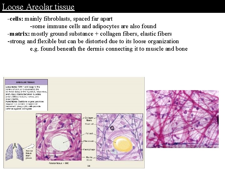 Loose Areolar tissue -cells: mainly fibroblasts, spaced far apart -some immune cells and adipocytes