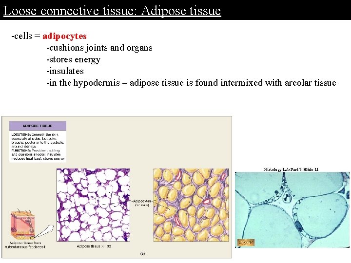 Loose connective tissue: Adipose tissue -cells = adipocytes -cushions joints and organs -stores energy