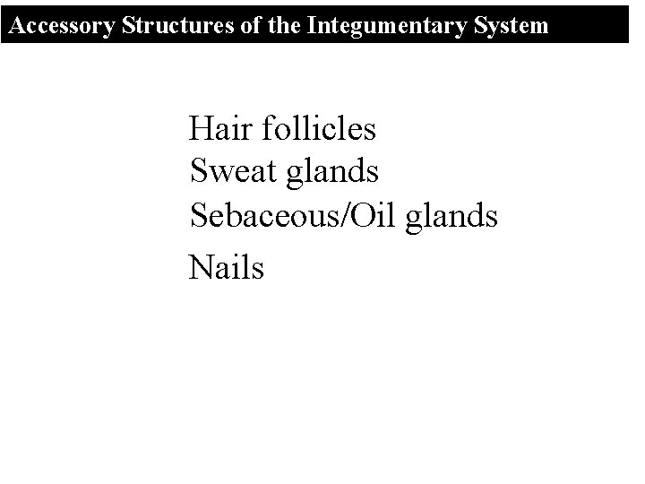 Accessory Structures of the Integumentary System Hair follicles Sweat glands Sebaceous/Oil glands Nails 