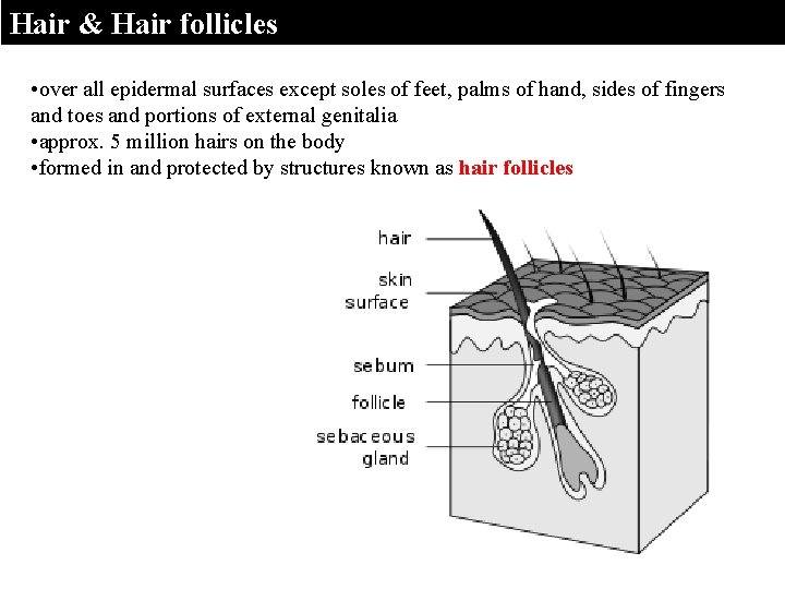 Hair & Hair follicles • over all epidermal surfaces except soles of feet, palms