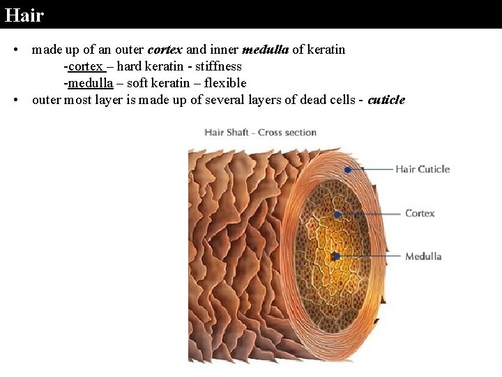 Hair • made up of an outer cortex and inner medulla of keratin -cortex