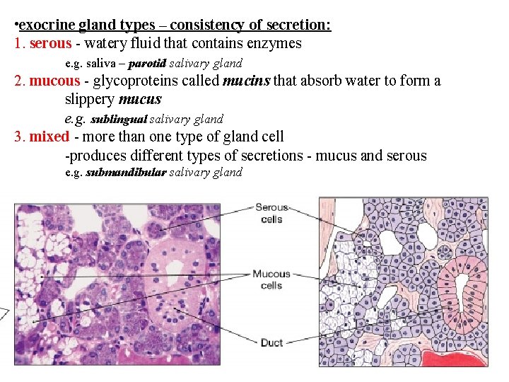  • exocrine gland types – consistency of secretion: 1. serous - watery fluid