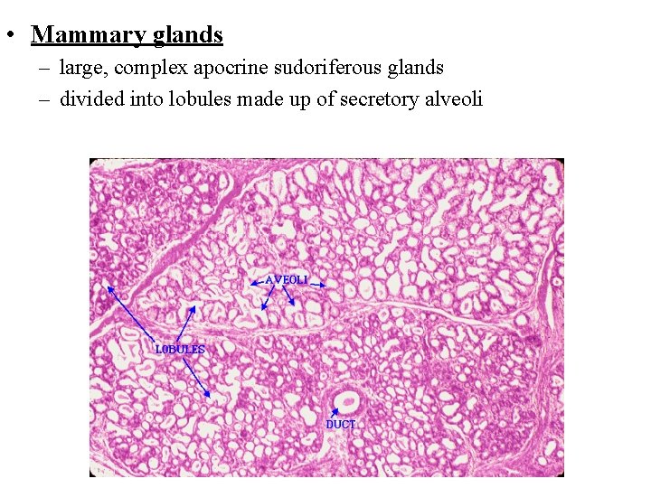 • Mammary glands – large, complex apocrine sudoriferous glands – divided into lobules
