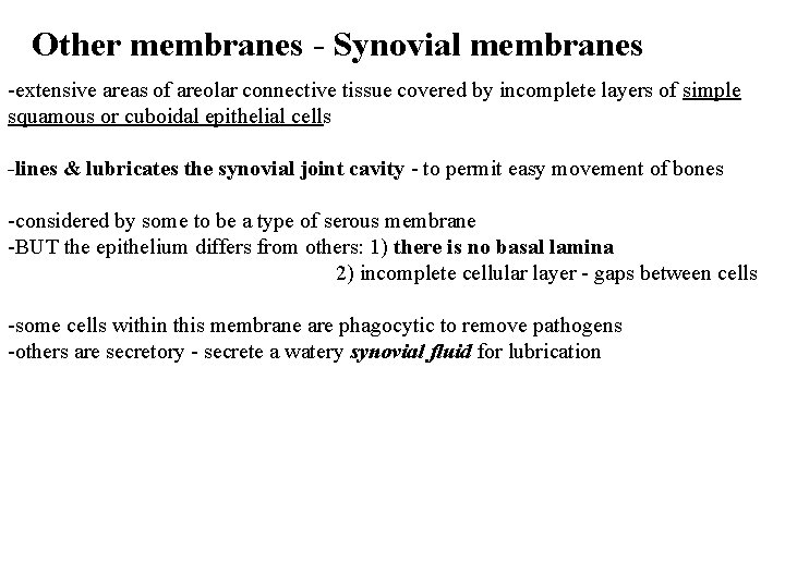 Other membranes - Synovial membranes -extensive areas of areolar connective tissue covered by incomplete