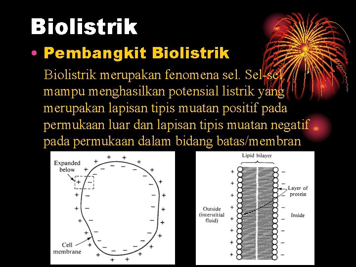 Biolistrik • Pembangkit Biolistrik merupakan fenomena sel. Sel-sel mampu menghasilkan potensial listrik yang merupakan