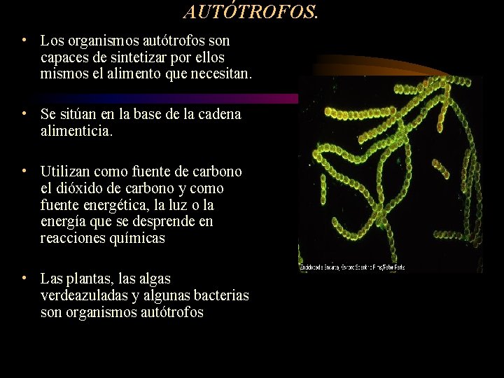 AUTÓTROFOS. • Los organismos autótrofos son capaces de sintetizar por ellos mismos el alimento AUTÓTROFOS. • Los organismos autótrofos son capaces de sintetizar por ellos mismos el alimento