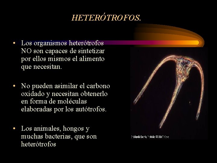HETERÓTROFOS. • Los organismos heterótrofos NO son capaces de sintetizar por ellos mismos el HETERÓTROFOS. • Los organismos heterótrofos NO son capaces de sintetizar por ellos mismos el