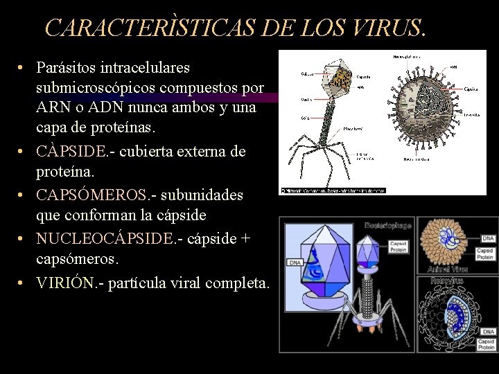 CARACTERÌSTICAS DE LOS VIRUS. • Parásitos intracelulares submicroscópicos compuestos por ARN o ADN nunca CARACTERÌSTICAS DE LOS VIRUS. • Parásitos intracelulares submicroscópicos compuestos por ARN o ADN nunca