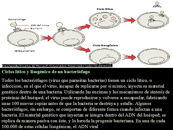Ciclos lítico y lisogénico de un bacteriófago Todos los bacteriófagos (virus que parasitan bacterias) Ciclos lítico y lisogénico de un bacteriófago Todos los bacteriófagos (virus que parasitan bacterias)