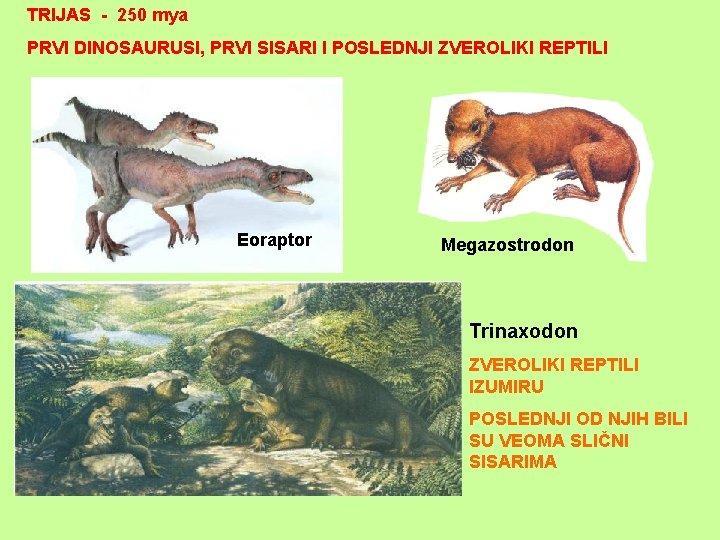 TRIJAS - 250 mya PRVI DINOSAURUSI, PRVI SISARI I POSLEDNJI ZVEROLIKI REPTILI Eoraptor Megazostrodon