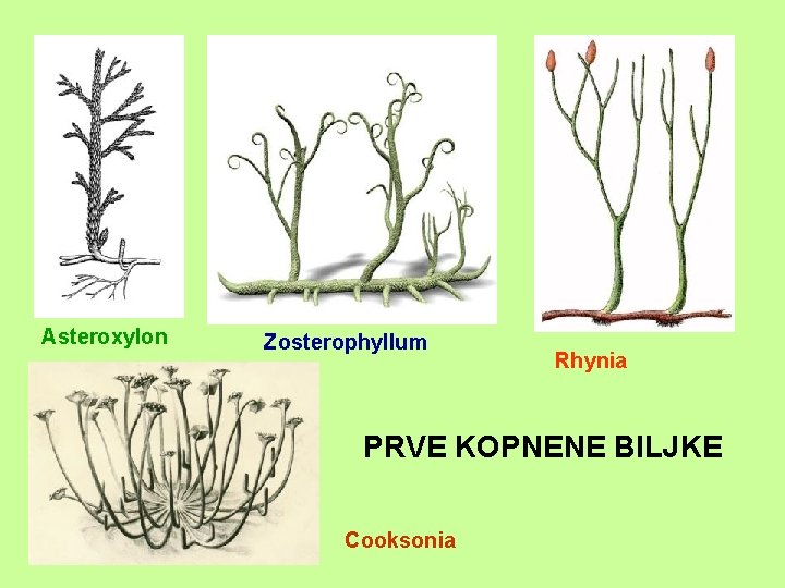 Asteroxylon Zosterophyllum Rhynia PRVE KOPNENE BILJKE Cooksonia 