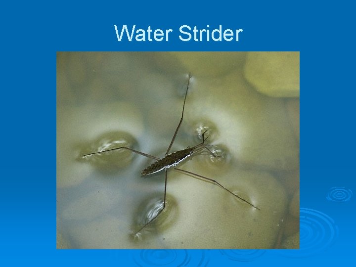 Water Strider 