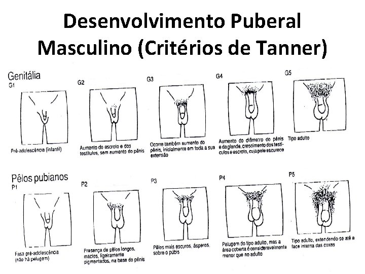  Desenvolvimento Puberal Masculino (Critérios de Tanner) 