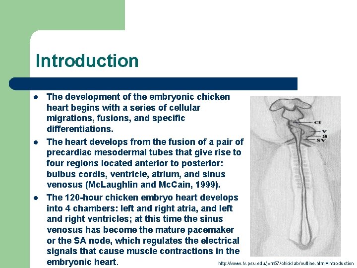 Introduction l l l The development of the embryonic chicken heart begins with a