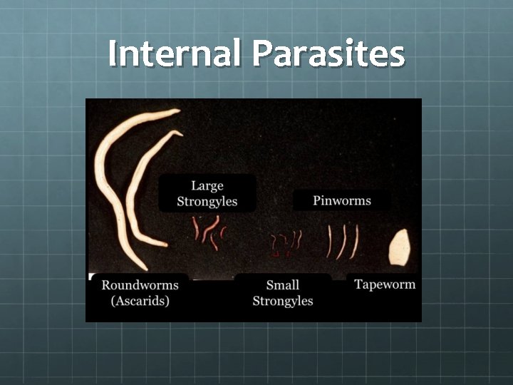 Internal Parasites 