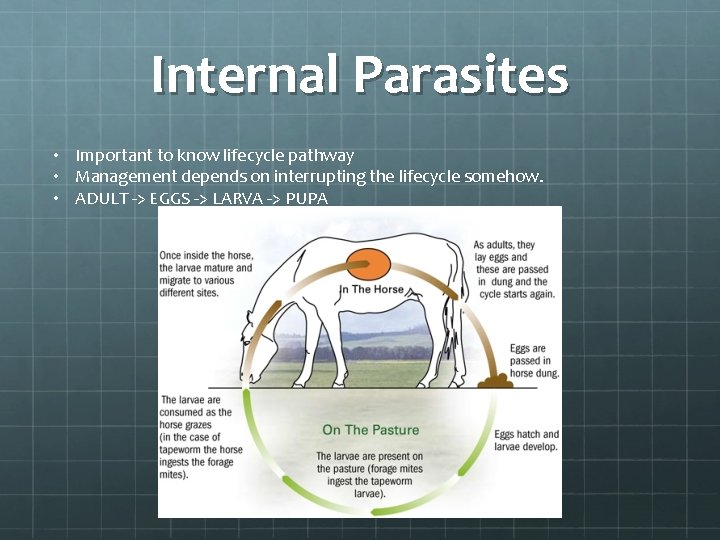 Internal Parasites • Important to know lifecycle pathway • Management depends on interrupting the