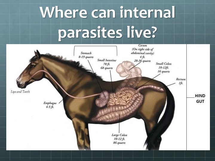 Where can internal parasites live? 