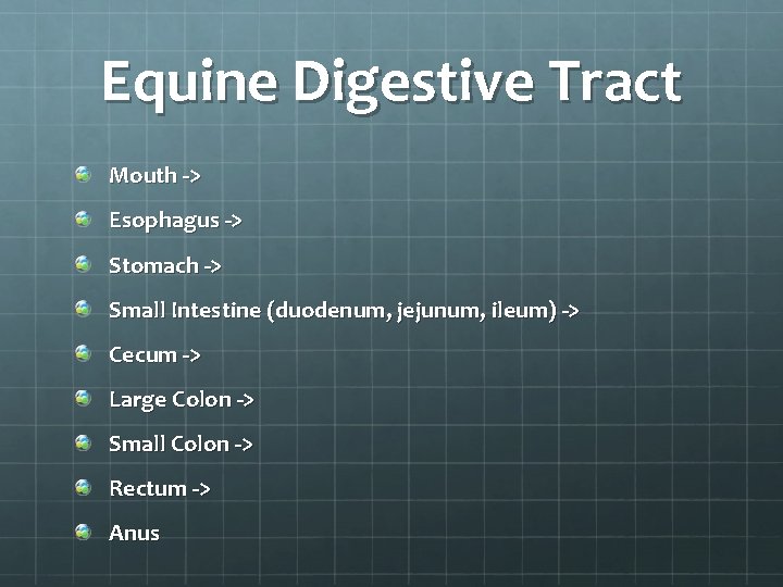 Equine Digestive Tract Mouth -> Esophagus -> Stomach -> Small Intestine (duodenum, jejunum, ileum)