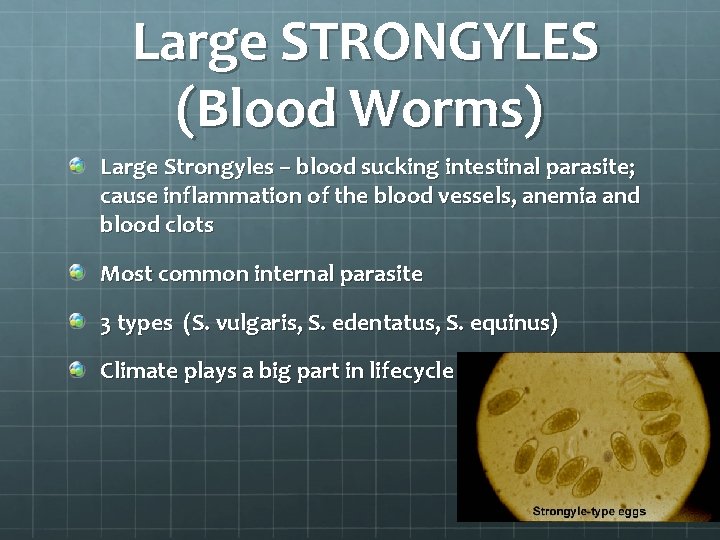 Large STRONGYLES (Blood Worms) Large Strongyles – blood sucking intestinal parasite; cause inflammation of