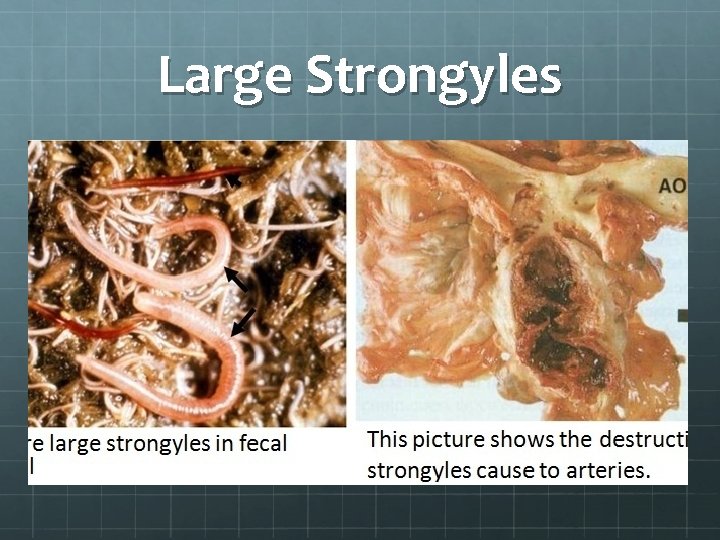 Large Strongyles 