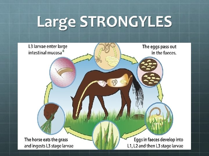 Large STRONGYLES 