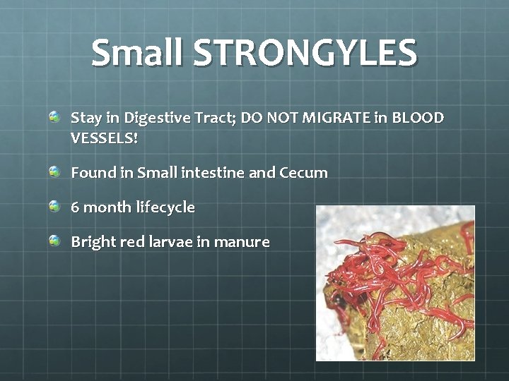 Small STRONGYLES Stay in Digestive Tract; DO NOT MIGRATE in BLOOD VESSELS! Found in