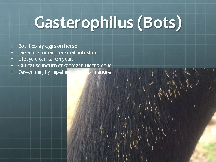Gasterophilus (Bots) • • • Bot flies lay eggs on horse Larva in stomach