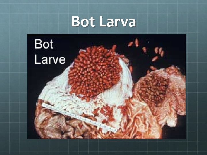 Bot Larva 