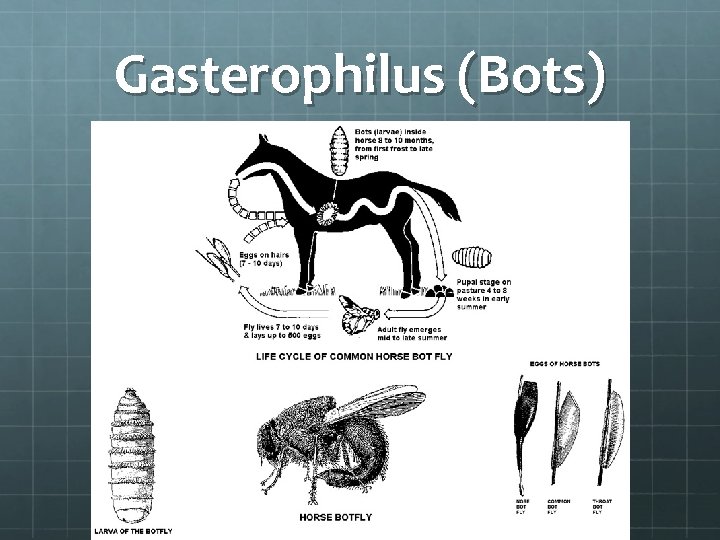 Gasterophilus (Bots) 