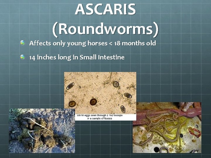 ASCARIS (Roundworms) Affects only young horses < 18 months old 14 inches long in